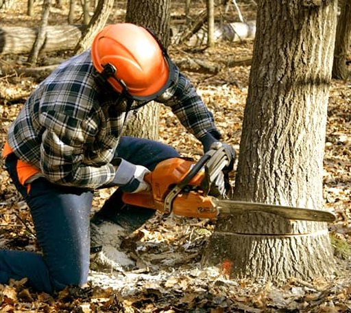 Tree Removal in Slaton, TX